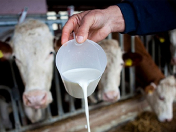 Mljekari ljuti na Savjet ministara: Čelik važan, a domaće mlijeko puštate niz vodu?