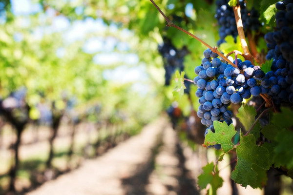 Najskuplje vino na svijetu pije se na kašičicu