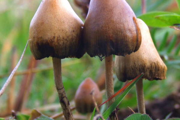 Opasne "čarobne gljive" stižu u BiH?