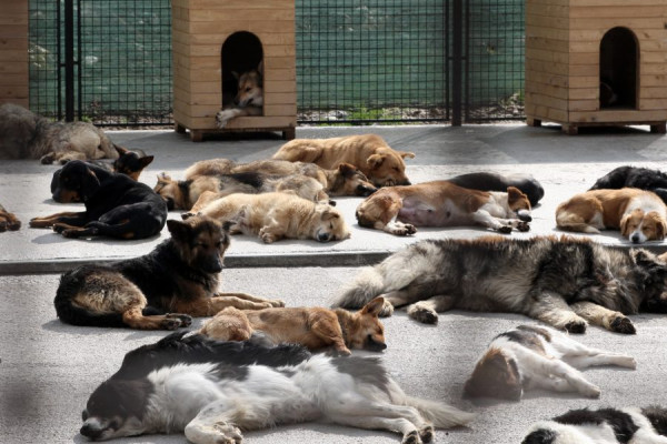 Bijeljinski srednjoškolci u misiji otvaranja azila u krugu škole