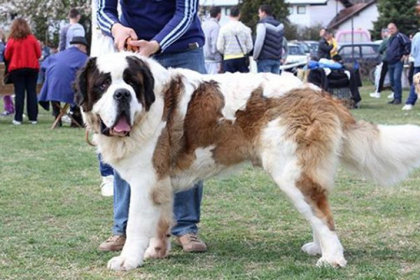 Kinološko udruženje "Semberija": U nedjelju izložba pasa