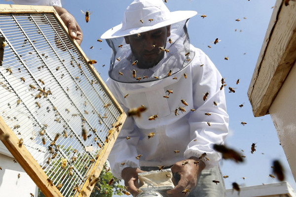 Pčela sve manje zbog upotrebe pesticida