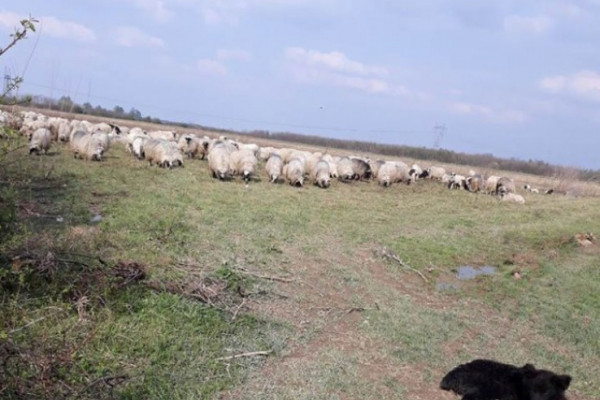 Brčko - Veterinari htjeli zataškati brucelozu