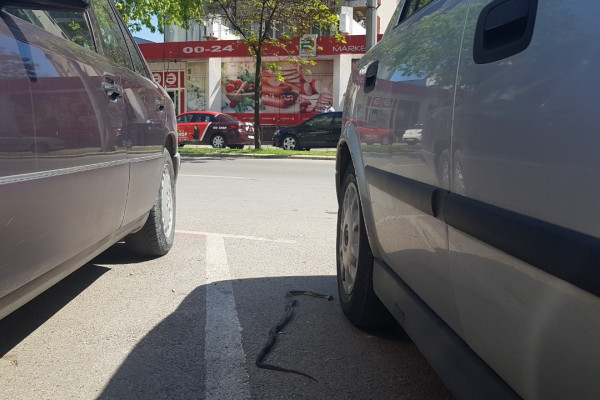 Zmija u centru Bijeljine /FOTO/