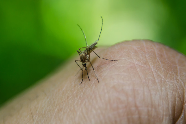 Prirodna sredstva koja odbijaju komarce, a svi ih imamo u kući