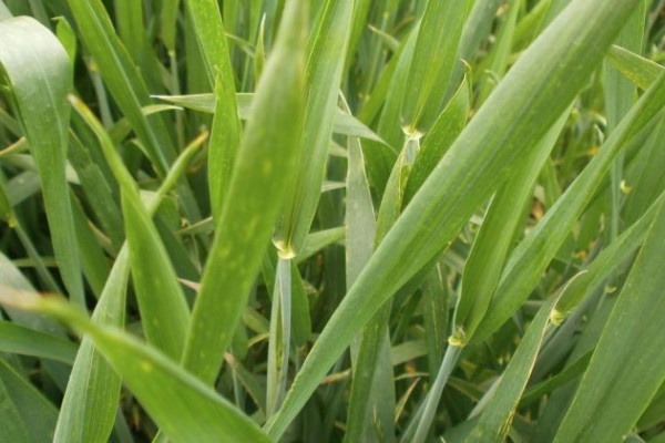 Isplaćeni podsticaji za prošlogodišnju pšenicu