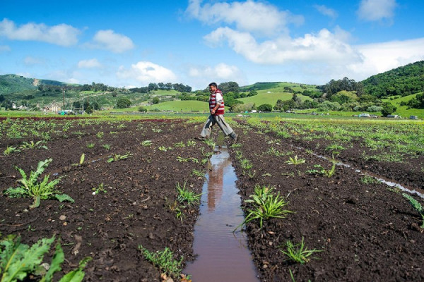 Poplavljene jagode i salata mogu samo u smeće