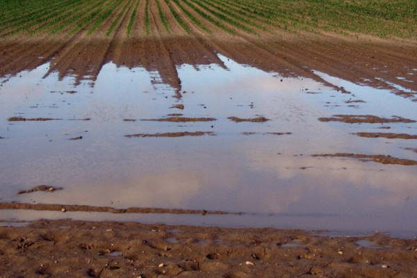 Nakon povlačenja bujičnih voda ostala samo šteta semberskim poljoprivrednicima