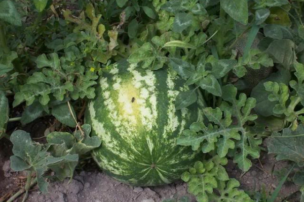 Vremenski uslovi odgodili berbu domaće lubenice