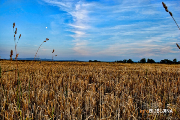 Pedeset sorti pšenice predstavljeno na Danu polja strnih žita
