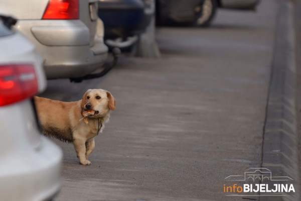 Za zbrinjavanje pasa lutalica dvostruko više novca iz budžeta