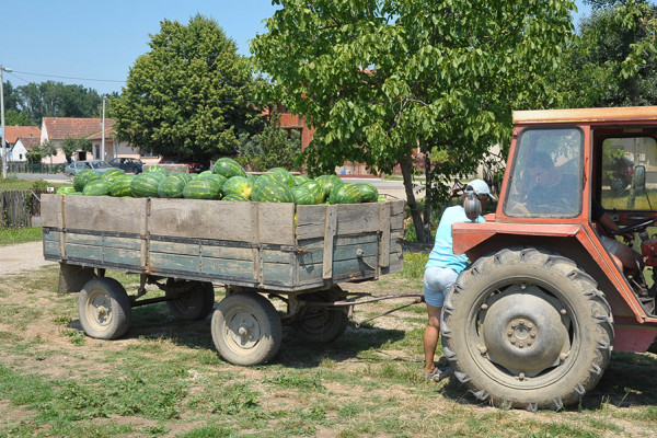 Nepovoljno vrijeme brine semberske poljoprivrednike