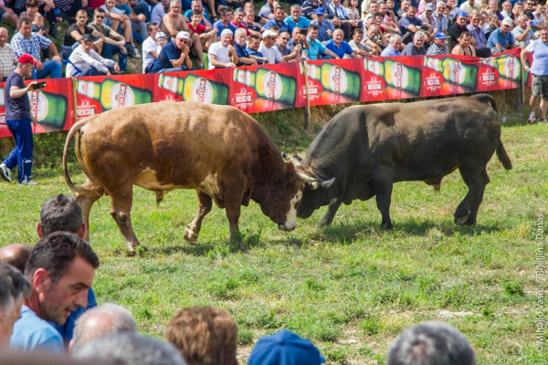 U nedelju korida na hipodromu, glavna borba između Bizona i Zeke