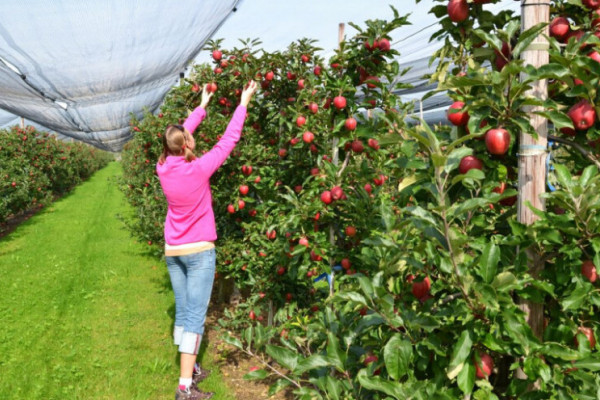 Vremenske prilike primorale proizvođače da više koriste pesticide - koliko su opasni?