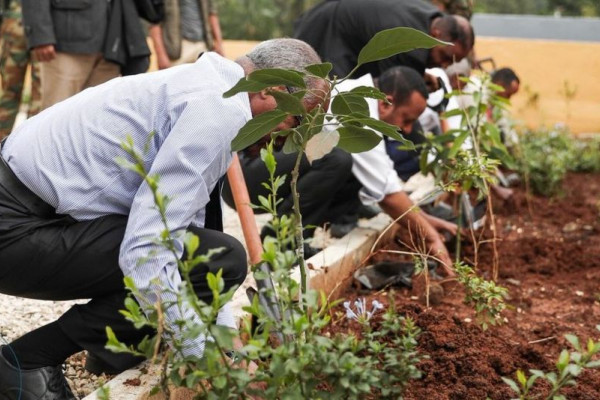 Etiopljani zasadili 350 miliona stabala u samo jednom danu