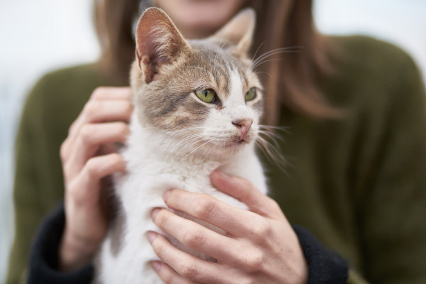 Otkrivena vakcina koja liječi alergiju na mačke