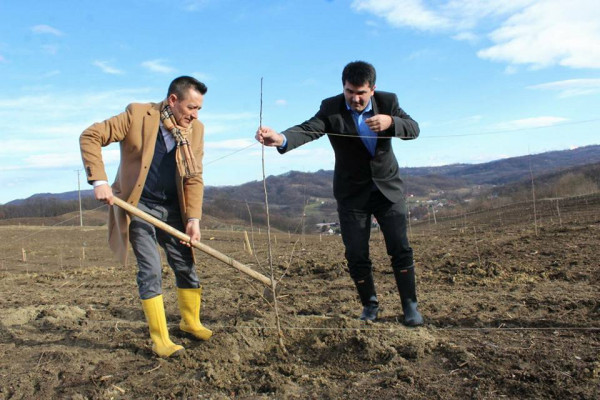 Voćnjak Dragana Jovića u Mačkovcu - primjer uspješnosti