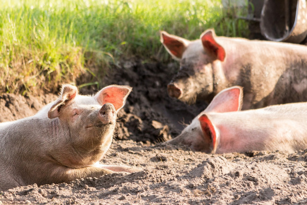 Svinje pobjegle sa farme i pravile lom u gradu