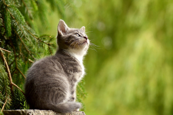Kako je nastao mit da mačke imaju devet života