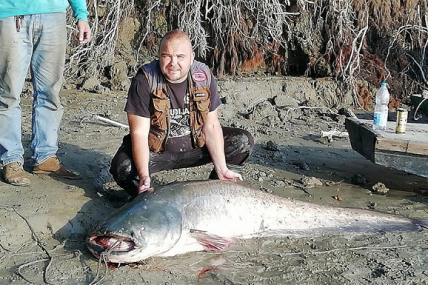 Ulovio soma teškog 98 kg