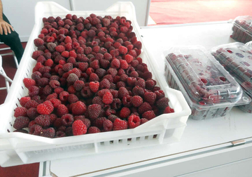 NIKO NEĆE DA BERE MALINE Dnevnica porasla, interesovanje palo, a proizvođači očajni