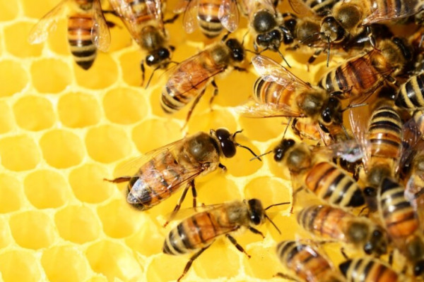Pčele proglašene najvažnijim bićima na Zemlji