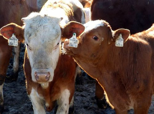 Farmeri ogorčeni nebrigom vlasti za domaću proizvodnju