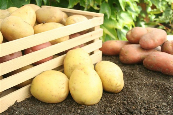 Krompir snižava pritisak i održava vitkost