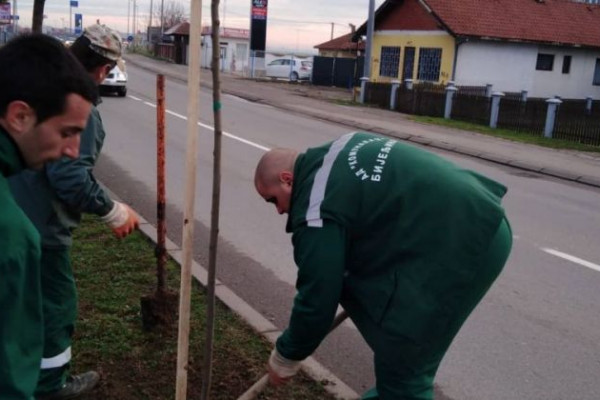 Zamjena suvih i polomljenih sadnica u Bijeljini /FOTO/