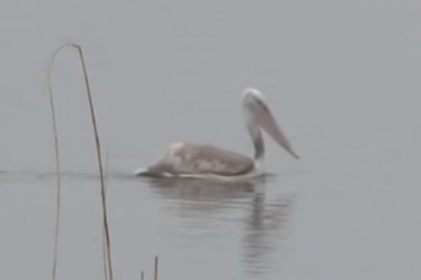 Pelikani posle 100 godina ponovo na Dunavu u Srbiji