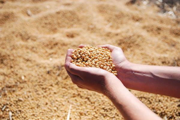 U Semberiji utvrđeno prisustvo GMO soje