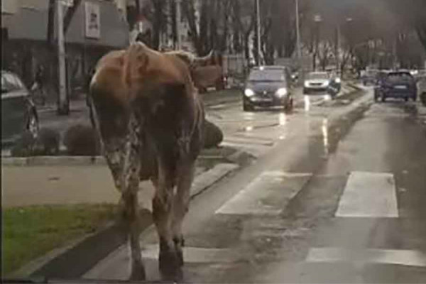 Krava prošetala centrom Trebinja, napravila i ZASTOJ u saobraćaju