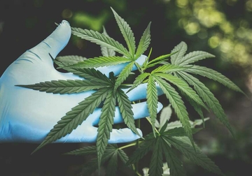 Šta u praksi znači LEGALIZACIJA KANABISA u medicinske svrhe