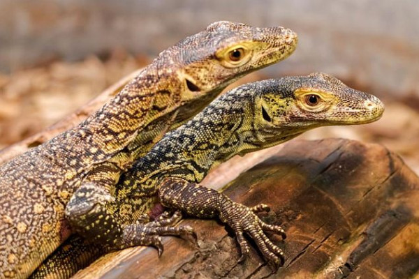 Ženka komodo zmaja donijela na svijet mladunce bez parenja s mužjakom