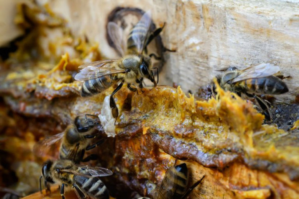 Propolis ubija viruse, bakterije i podmlađuje