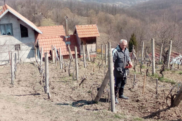 Loparski vinogradari dokazali da šljiva nije jedina kraljica