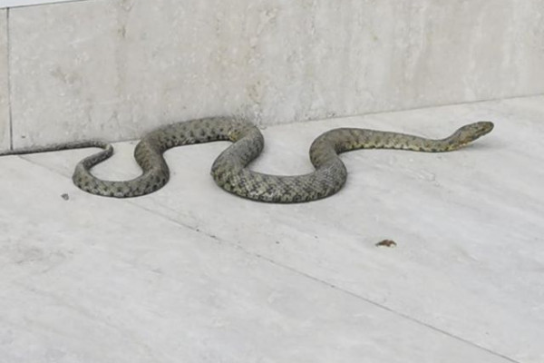 Zmija uočena na trotoaru u Bijeljini, izmamilo je toplo vrijeme /FOTO/