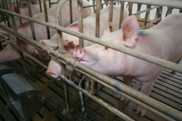 Pandemija nije uzdrmala semberske farmere