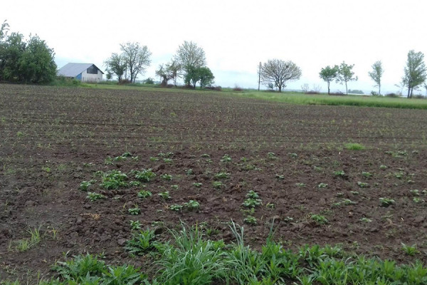 Ratari u borbi za usjeve: Insekti napadaju kukuruzne oranice u Semberiji