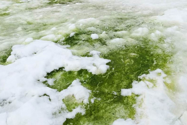 Zeleni snijeg se širi se na Antarktiku i biće ga sve više