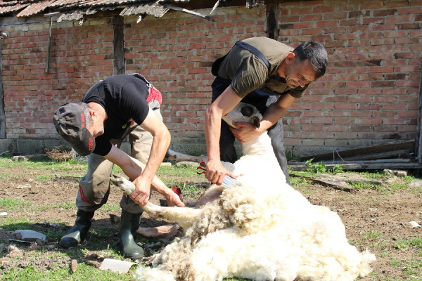 Sejdo i Meho Karić su šišači ovaca: Vještina i znanje za dnevnicu od 250 KM