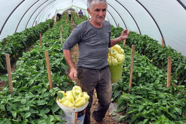 Prva ovogodišnja berba paprike na imanju Kordića - Paprika za izložbu