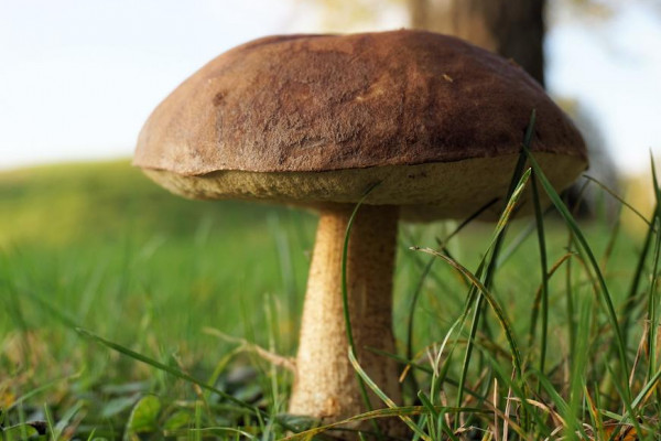 BiH bilježi veliki rast izvoza: Domaće gljive potisnule uvozne