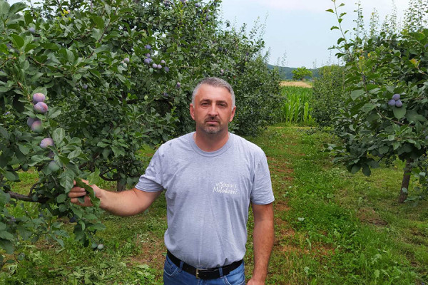 Majevički voćari zabrinuti: Šljiva propada u kamionima zbog čekanja na prelazima