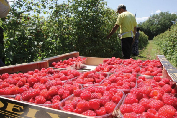 Voće u hladnjači, otkupna cijena maline nepoznata