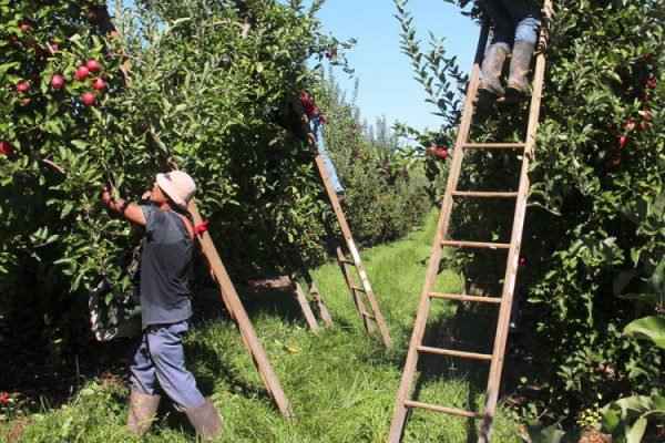 Korona potražnju za sezoncima skresala za 90%