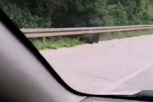 Na putu kod Pala snimljeni medvjed i dva mečeta