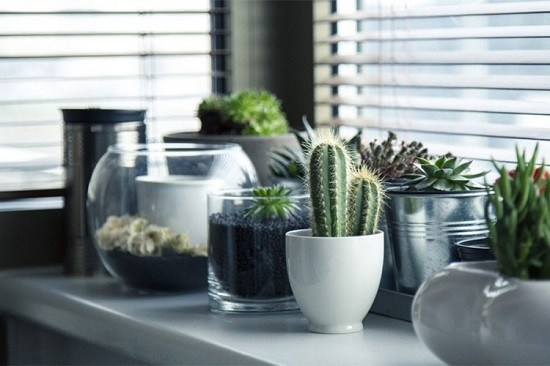 Biljke koje će podići kvalitet vazduha u vašem domu
