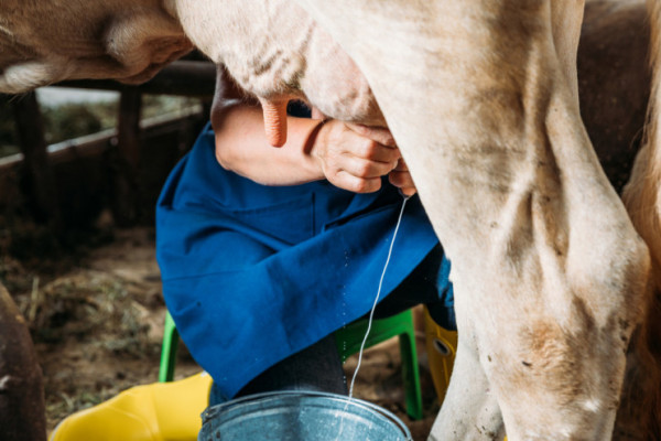 Pandemija kumovala većoj proizvodnji mlijeka
