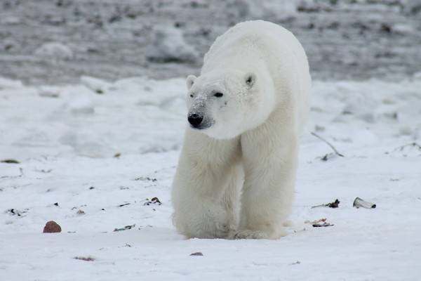 Oko 30 polarnih medvjeda se približilo ruskom selu